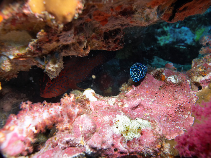 Hin Muang, Emperor Angelfish (juvenile)